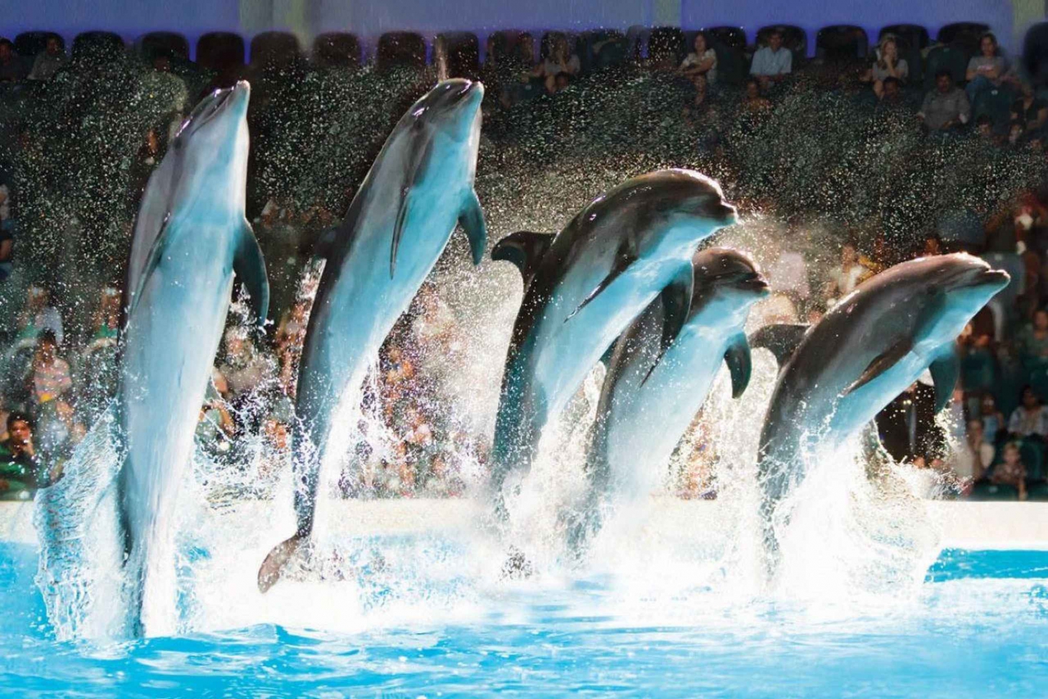 Dubai: Biglietto per lo spettacolo dei delfini e delle foche al Delfinario di Dubai