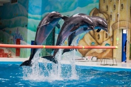 Dubai Dolphinarium