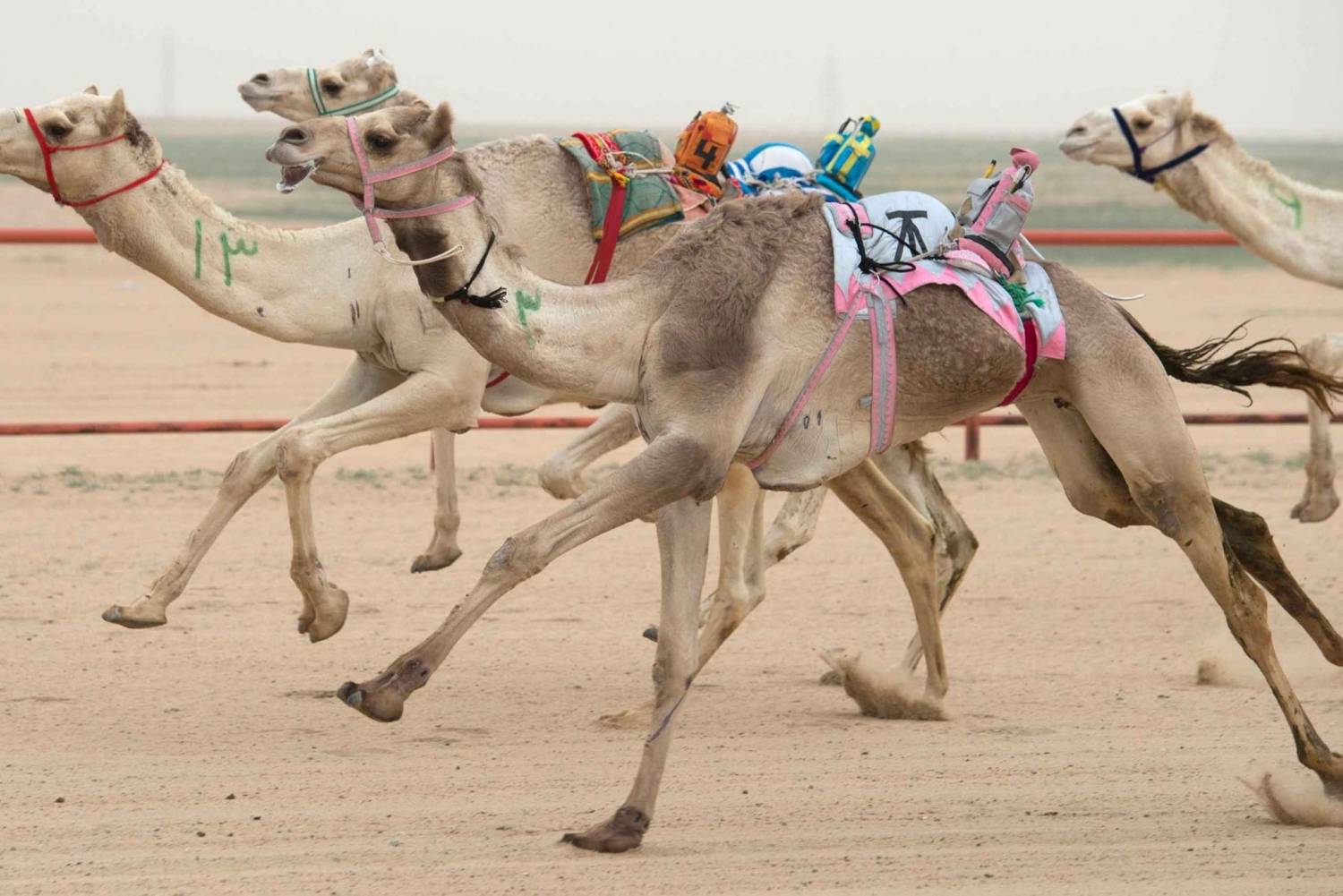 Dubain kuninkaallinen kamelikilpailu Prime-paikoilla ja lyhyt kameliratsastus