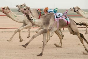 Dubai Camel Race with Prime Seats & Short Camel Ride