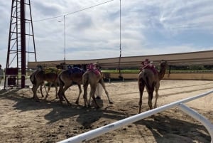 Dubai Royal Camel Race mit erstklassigen Sitzplätzen und kurzem Kamelritt