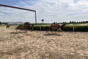 Dubai Royal Camel Race with Prime Seats & Short Camel Ride