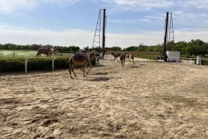 Dubai Royal Camel Race with Prime Seats & Short Camel Ride