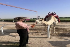 Dubai Royal Camel Race com assentos privilegiados e passeio curto de camelo