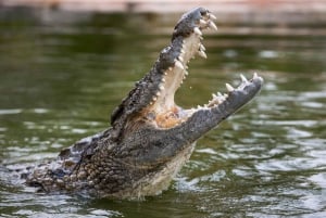 Dubai: Inträdesbiljett till Dubai Crocodile Park