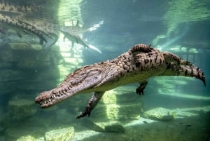 Dubai: Dubai Crocodile Park pääsylippu