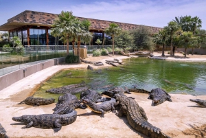 Dubai: Indgangsbillet til Dubai Crocodile Park