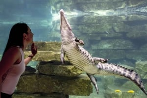 Dubai: Inträdesbiljett till Dubai Crocodile Park