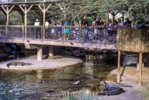 Dubai: Inträdesbiljett till Dubai Crocodile Park