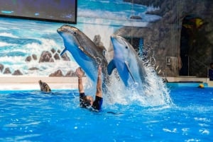 Dubai: Billetter til Dubai Dolphinarium Dolphin, Seal & Bird Show
