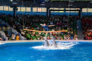 Dubai: Billetter til Dubai Dolphinarium Dolphin, Seal & Bird Show