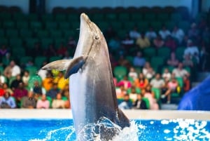 Dubai: Billetter til Dubai Dolphinarium Dolphin, Seal & Bird Show