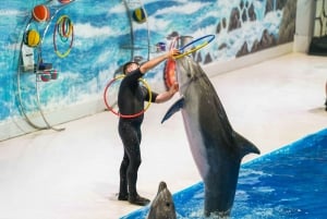 Dubai: Billetter til Dubai Dolphinarium Dolphin, Seal & Bird Show