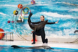 Dubai: Billetter til Dubai Dolphinarium Dolphin, Seal & Bird Show