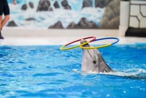 Dubai: Billetter til Dubai Dolphinarium Dolphin, Seal & Bird Show