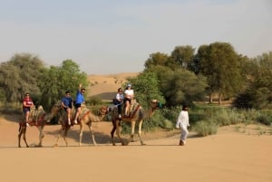 Dubai: Al Marmoom Oasisissa: Iltainen kameliretkeily ja illallinen.