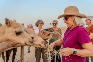 Dubai: Abendliches Kamel Trekking & Abendessen in der Al Marmoom Oase