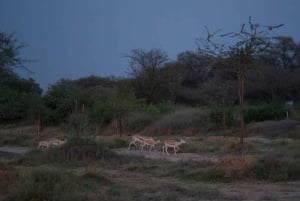 Dubai: Ilta-aavikkosafari kameliratsastuksella ja tähtien katselulla