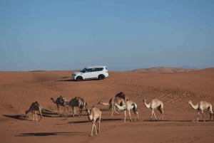 Dubai: Evening Tour with Quad Biking, Camel Ride, and BBQ