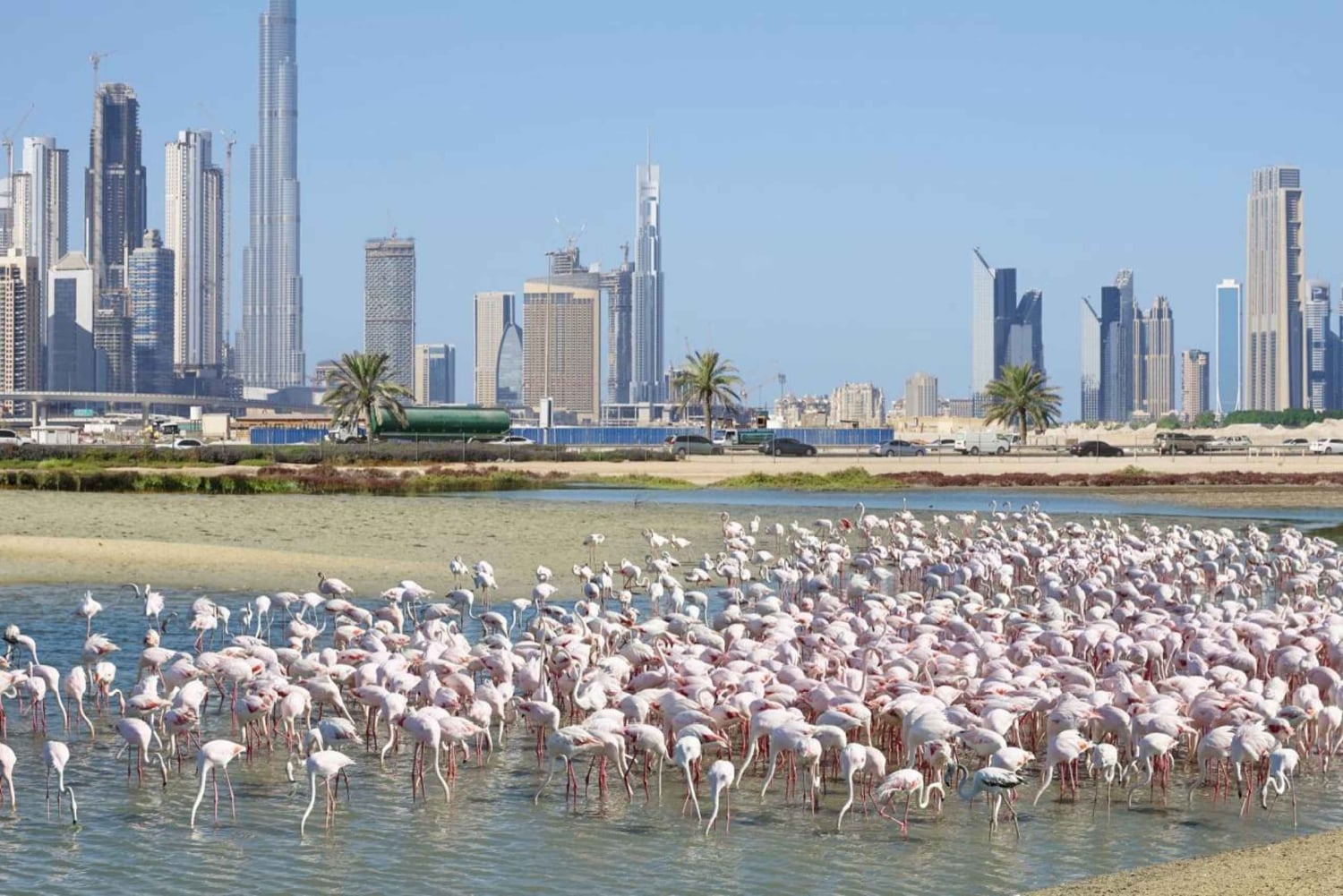 Dubaï : excursion familiale dans le désert et sanctuaire des flamants roses