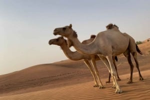 Dubaï : excursion familiale dans le désert et sanctuaire des flamants roses