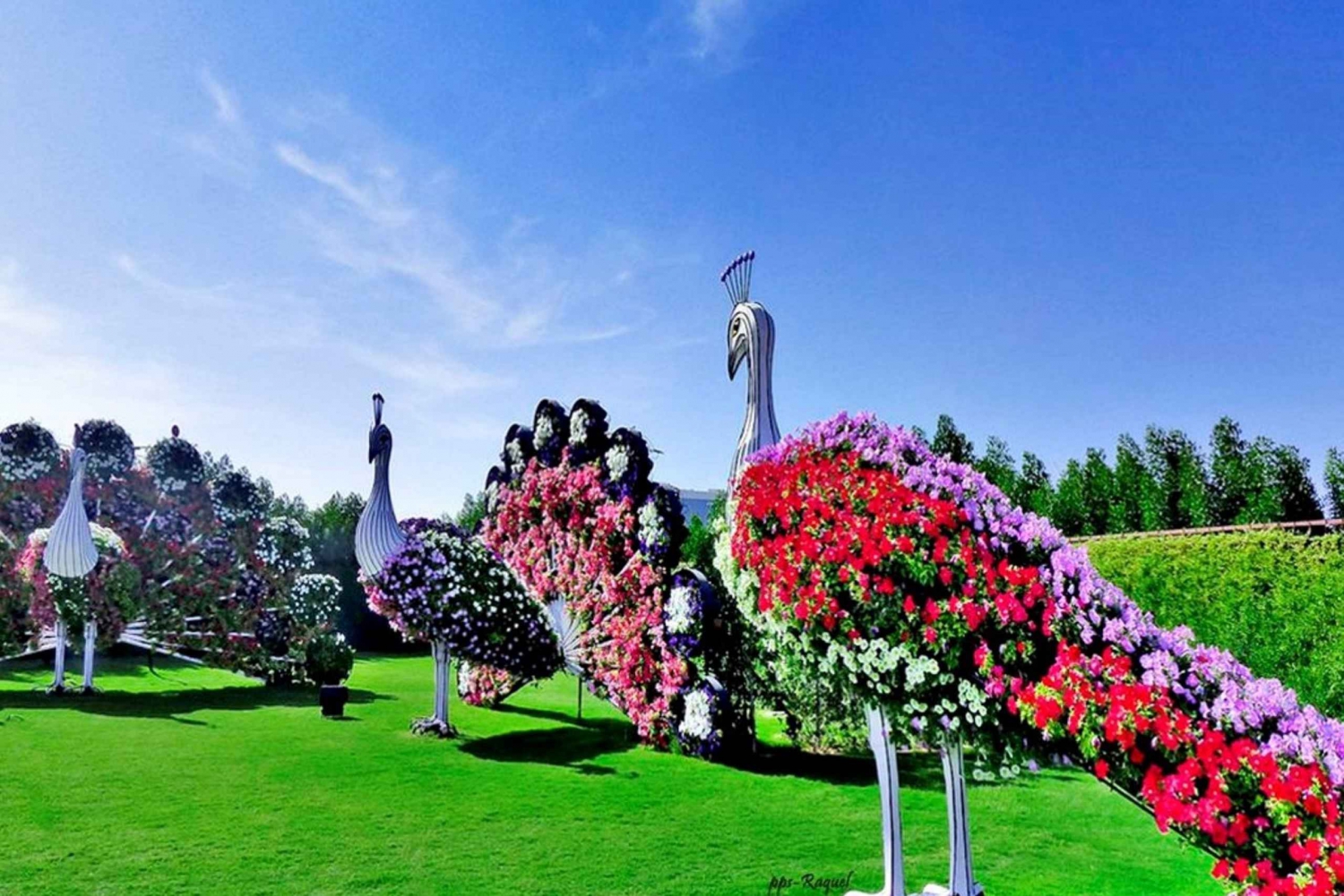 Самые огромные парки. Парк Миракл Гарден Дубай. Сад в Дубае Миракл Гарден. Парк цветов Миракл Гарден. Цветочный парк Дубай Miracle Garden.