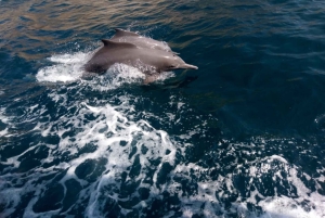 Dubaj: Całodniowe morskie safari w Musandam