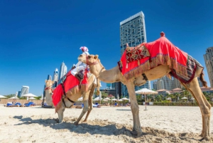 Dubai: Geführter Kamelritt am JBR Beach mit Blick auf die Skyline