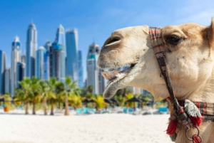 Dubai: Geführter Kamelritt am JBR Beach mit Blick auf die Skyline