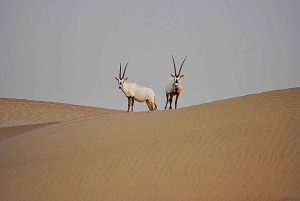Dubai: Medio día de senderismo a camello con desayuno en Al Marmoom
