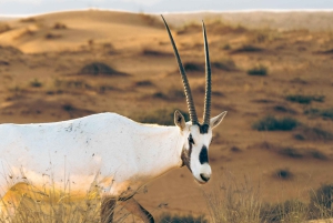 Dubaï : safari dans le désert avec nuitée et petit-déjeuner