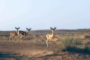 Dubaï : safari dans le désert avec nuitée et petit-déjeuner