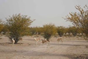 Dubai: Heritage Safari, Camel Ride & Al Marmoom Oasis Dinner