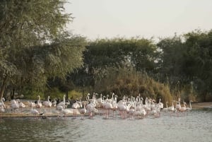 Dubai: Heritage Safari, Camel Ride & Al Marmoom Oasis Dinner