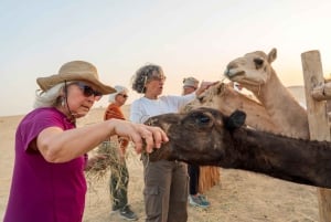 Dubai: Heritage Safari, Camel Ride & Al Marmoom Oasis Dinner