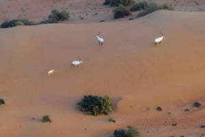 Dubai: Varmluftsballon, kamelridning, ørkensafari og meget mere