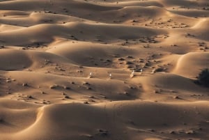 Dubai: Passeio de balão de ar quente e show de falcões sobre o deserto