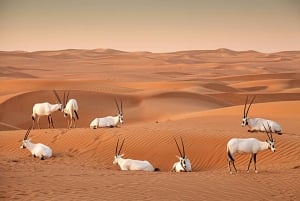 Dubaï : Montgolfière avec options de balade à dos de chameau, de VTT et de cheval