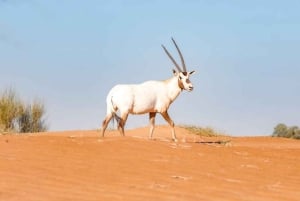 Dubai: Varmluftsballong med vintage Land Rover och frukost