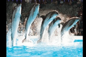 Dubai: iVenture Card Dubai Select Attractions Pass