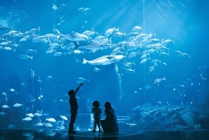 Дубай: аквариум Lost Chambers и билет на монорельсовую дорогу Palm и SIM-карта