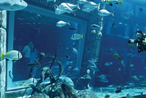 Dubai: Lost World Aquarium Atlantis dykkeopplevelse