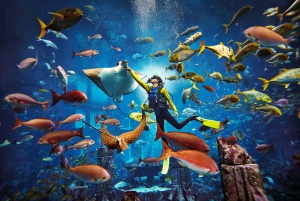 Dubai: Lost World Aquarium Atlantis dykkeopplevelse