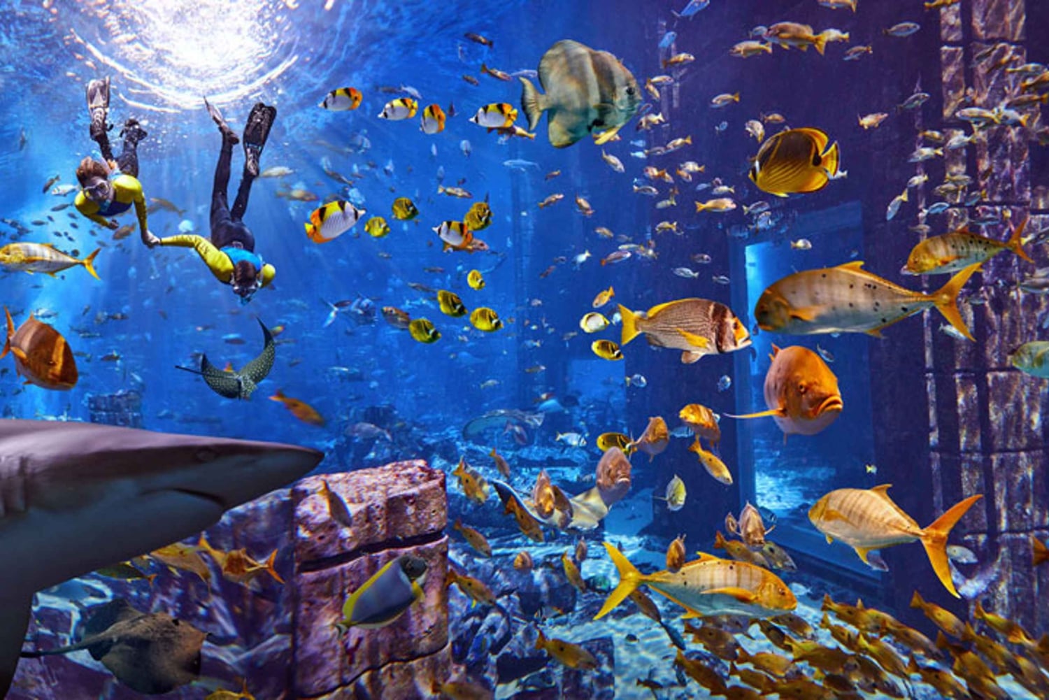 Dubai: Lost World Aquarium – snorklauselämys