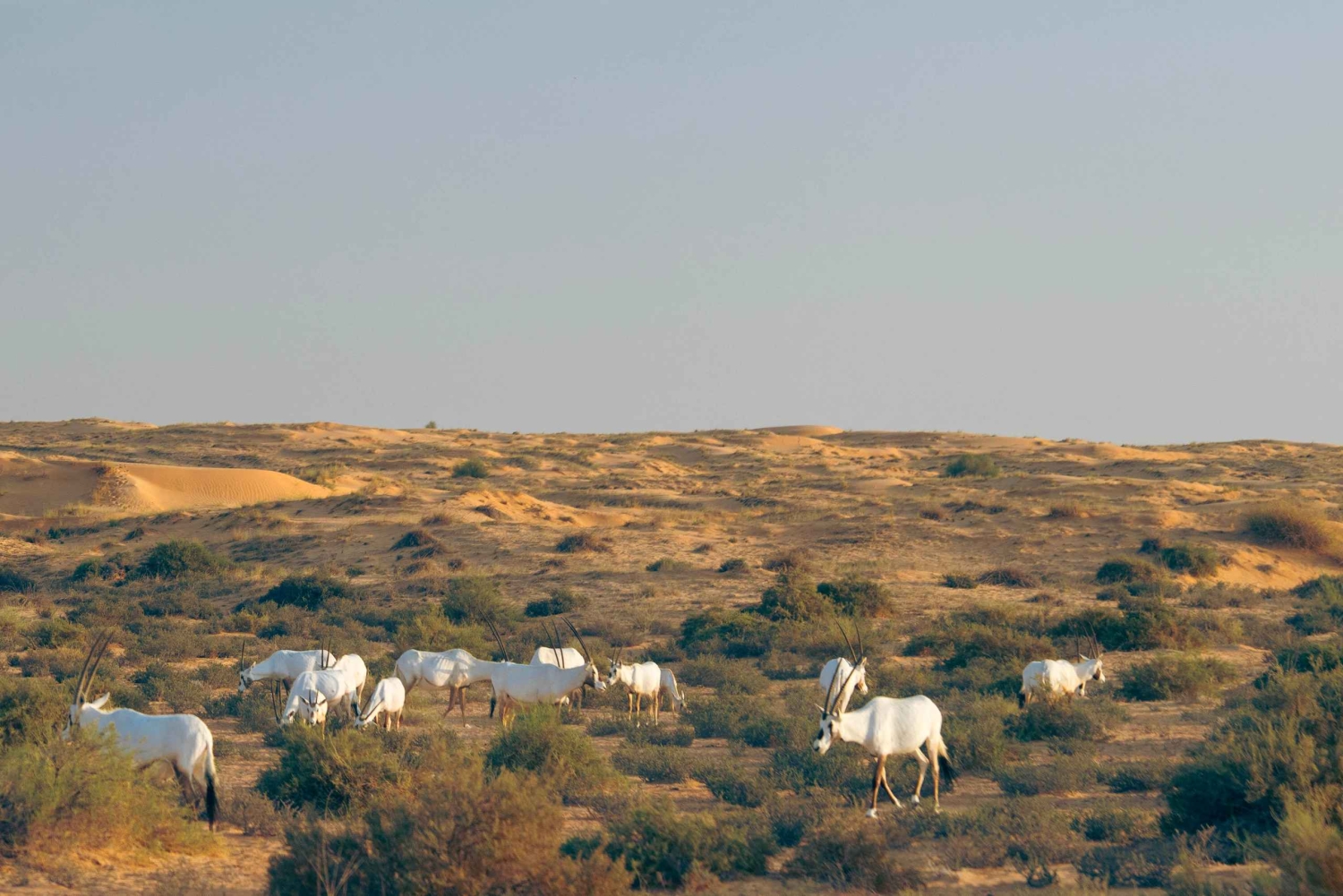 Dubaj: luksusowe safari z 4-daniową kolacją przygotowaną przez szefa kuchni z gwiazdką Michelin