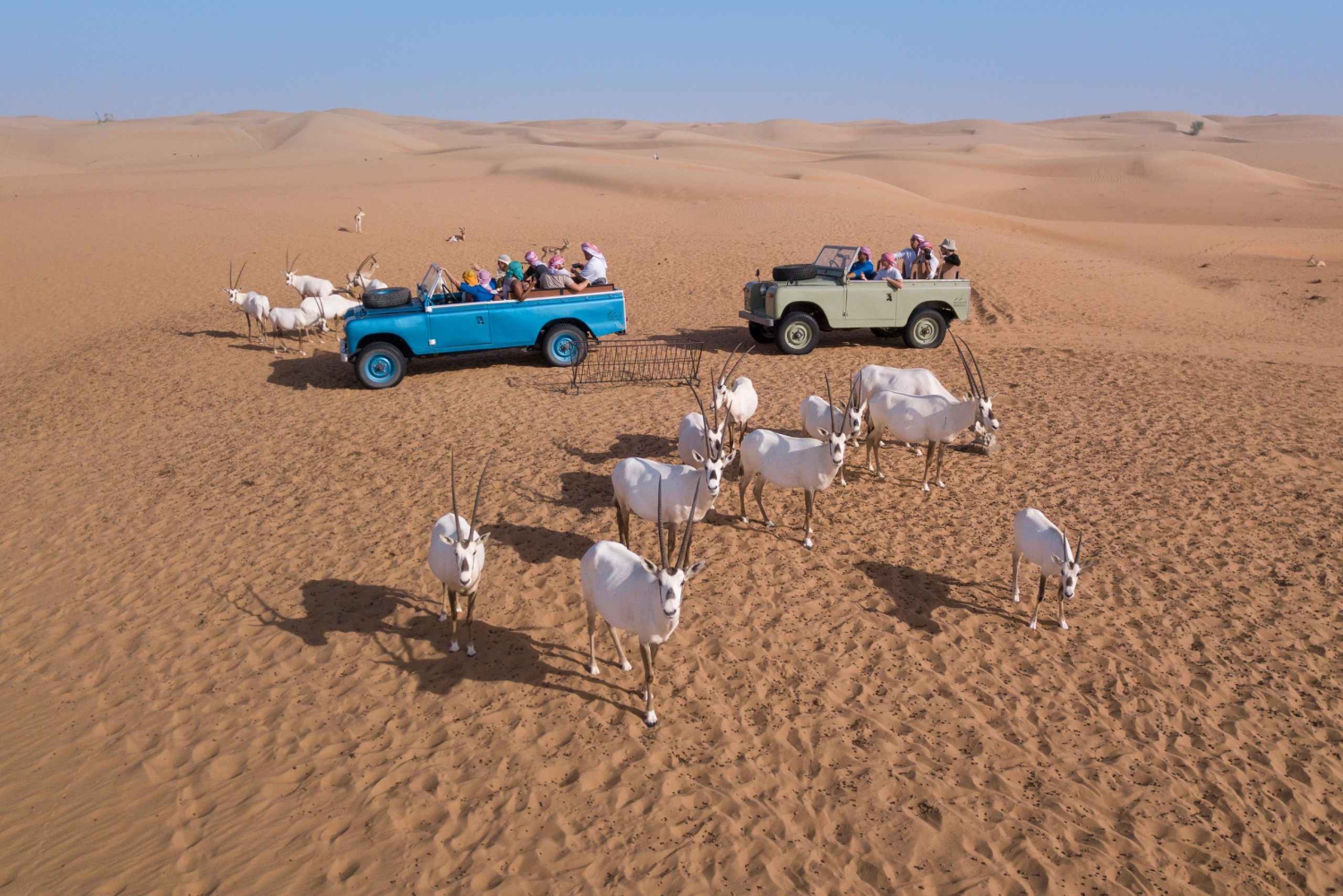 Dubai: Safari mattutino alla scoperta della cultura beduina, colazione tradizionale