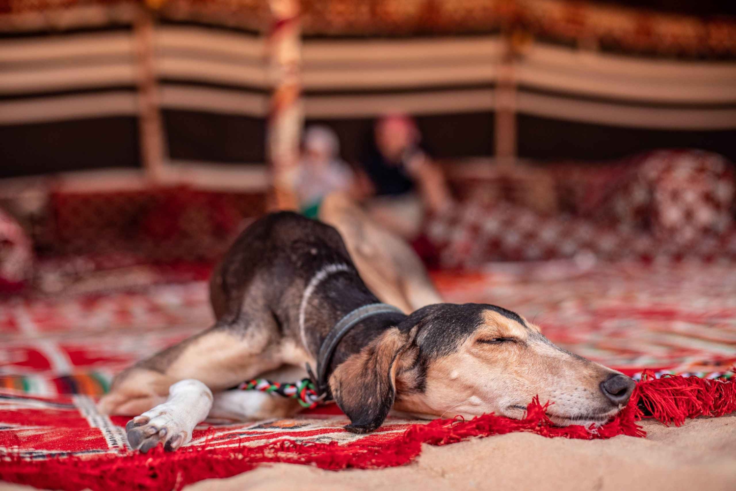 Dubai: Safari mattutino alla scoperta della cultura beduina, colazione tradizionale