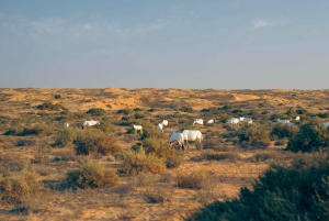 Dubai: Safari mattutino alla scoperta della cultura beduina, colazione tradizionale