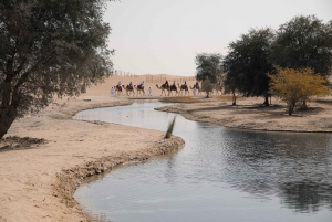 Dubai: Morning Camel Safari & Breakfast at Al Marmoom Oasis