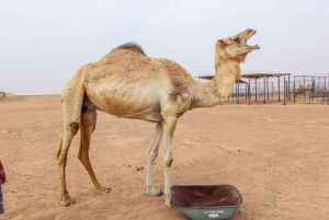 Dubai: Safari matinal por el desierto con paseo en camello y Sandboarding
